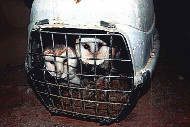 Man who kept birds of prey inside tiny, filthy cages banned from keeping animals