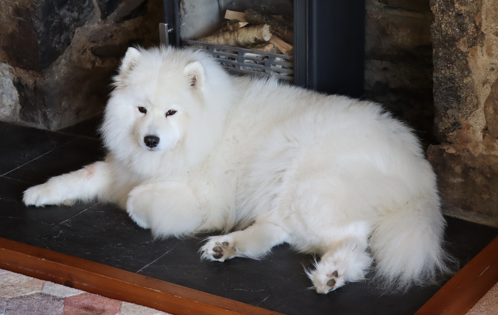 Fireworks: legislative delays prolonging animal distress