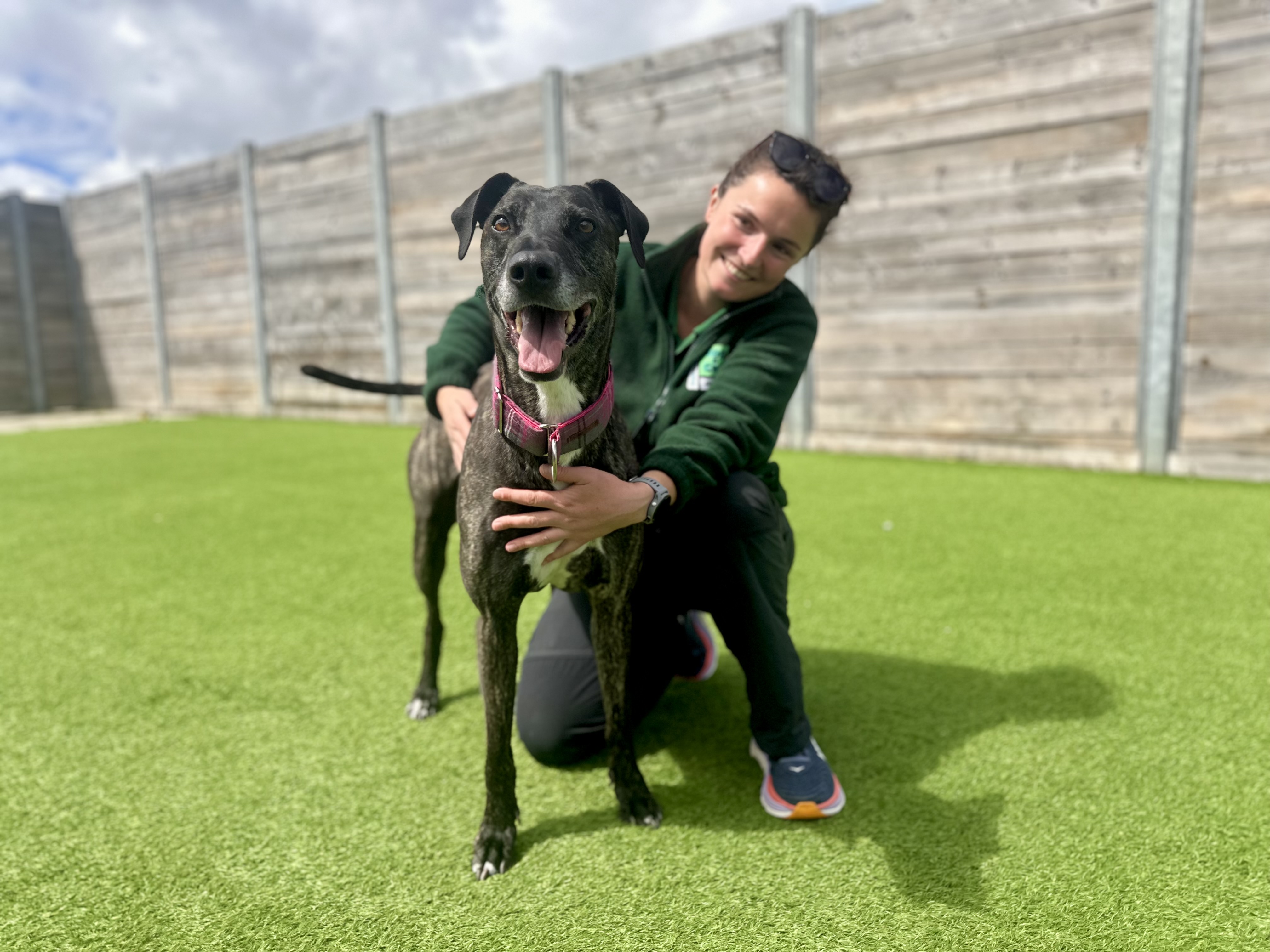 Ralph Sayer turns services into lifeline for abandoned pets