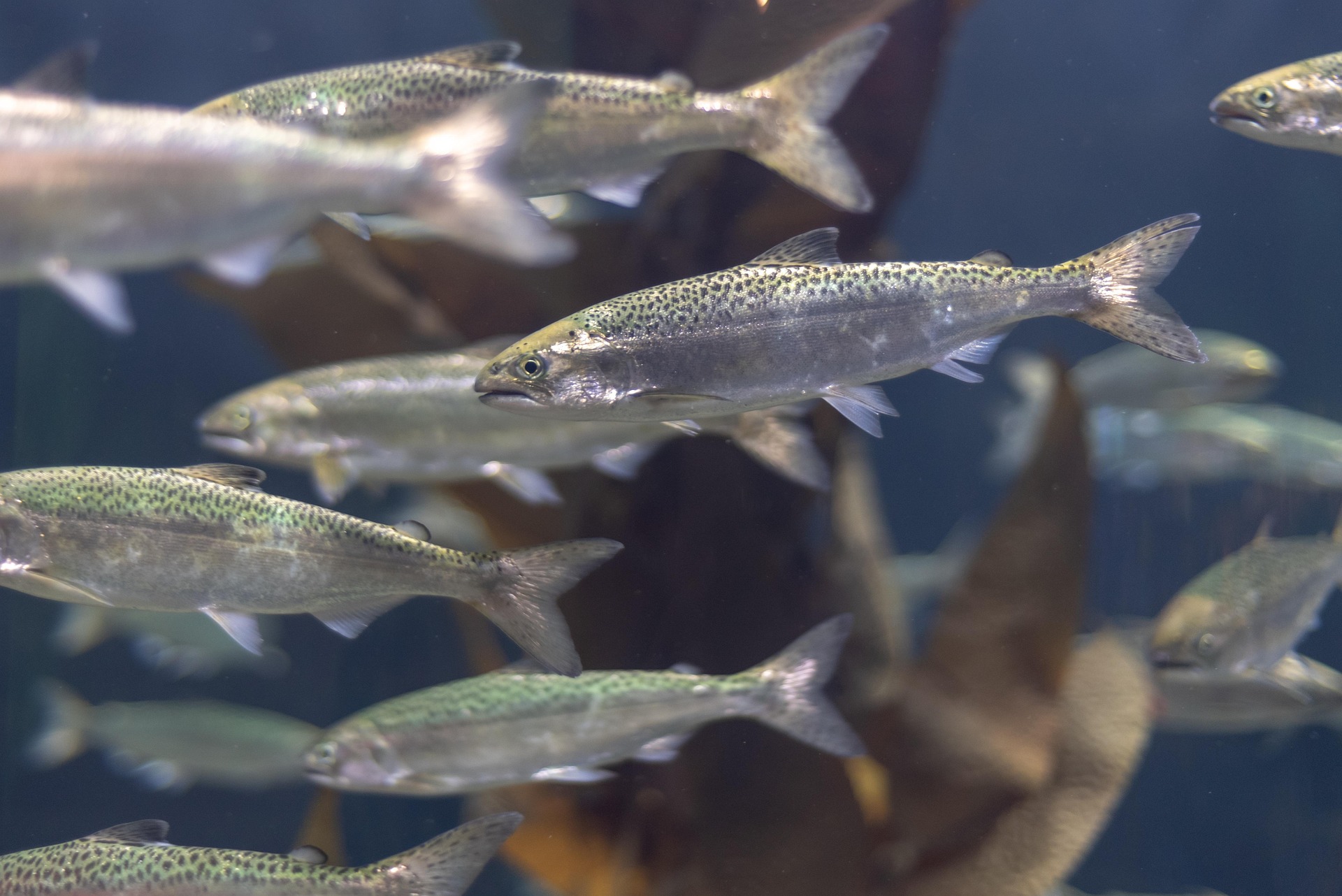 Scottish government commits to official guidance for farmed fish
