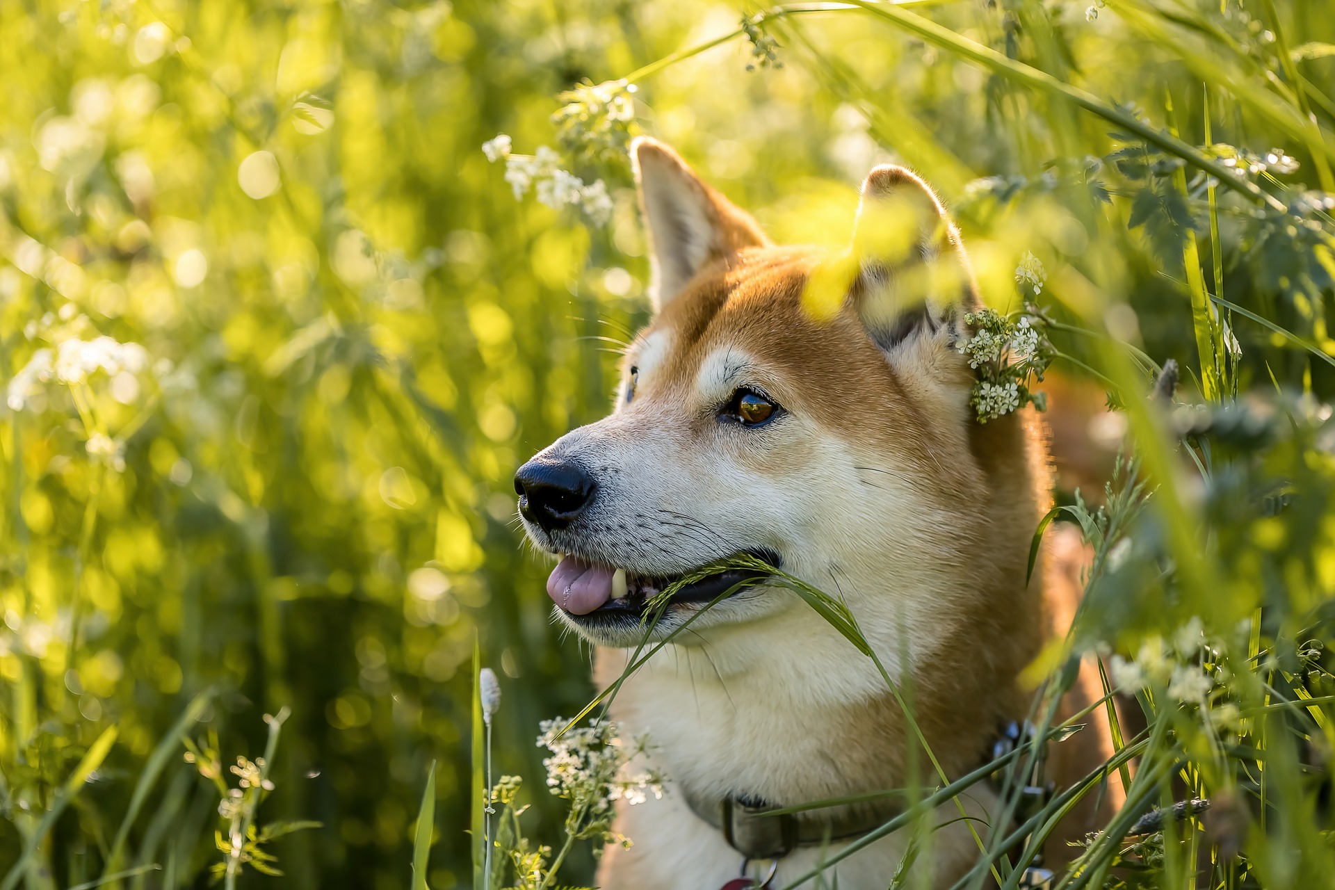 MSPs back dog bill that replicates common law theft