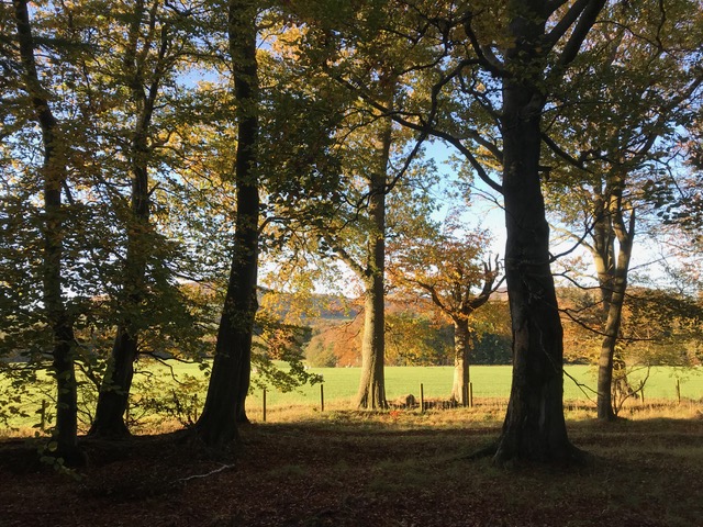 OLH: Histories of Private Environmental Law: part IV – Fire