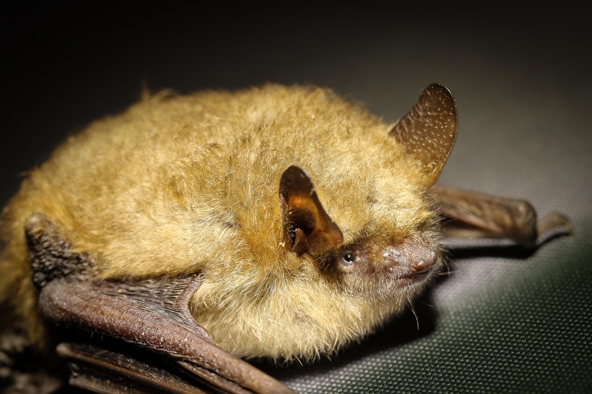 Company fined after dozens of bats died following house construction work