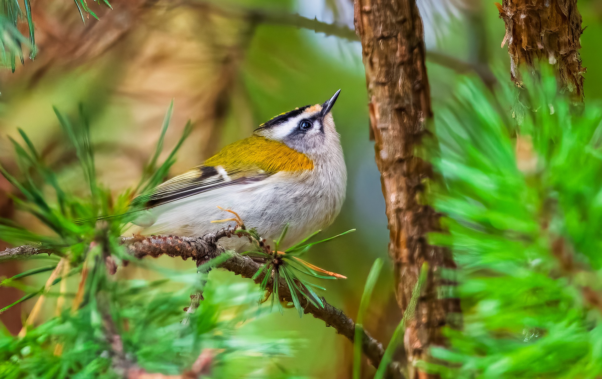 Glue trap ban comes into force
