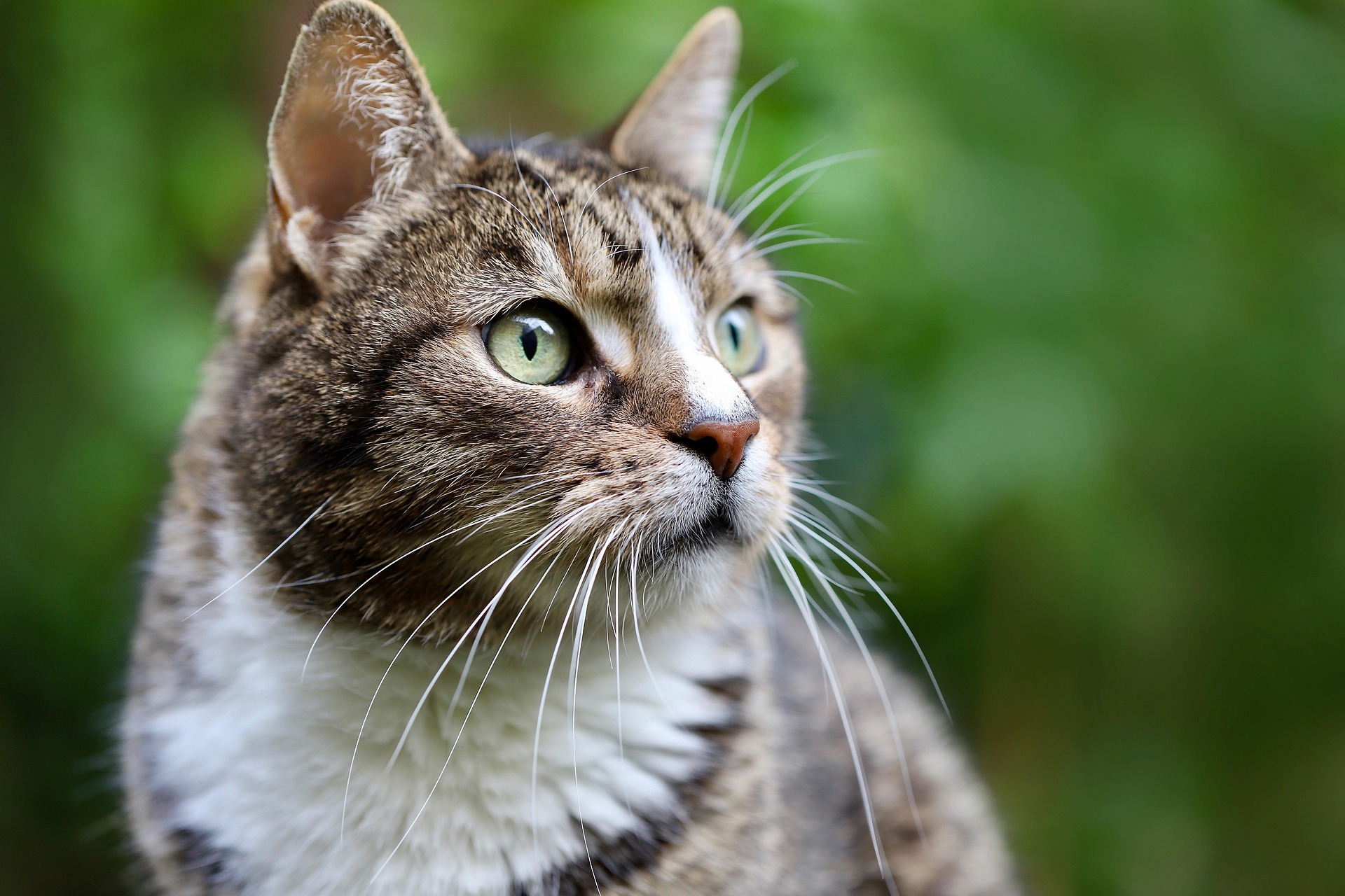 Our Legal Heritage: Culpa Cat