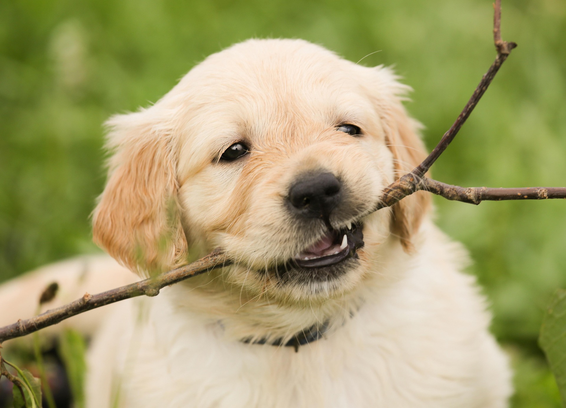 And finally... barking mad