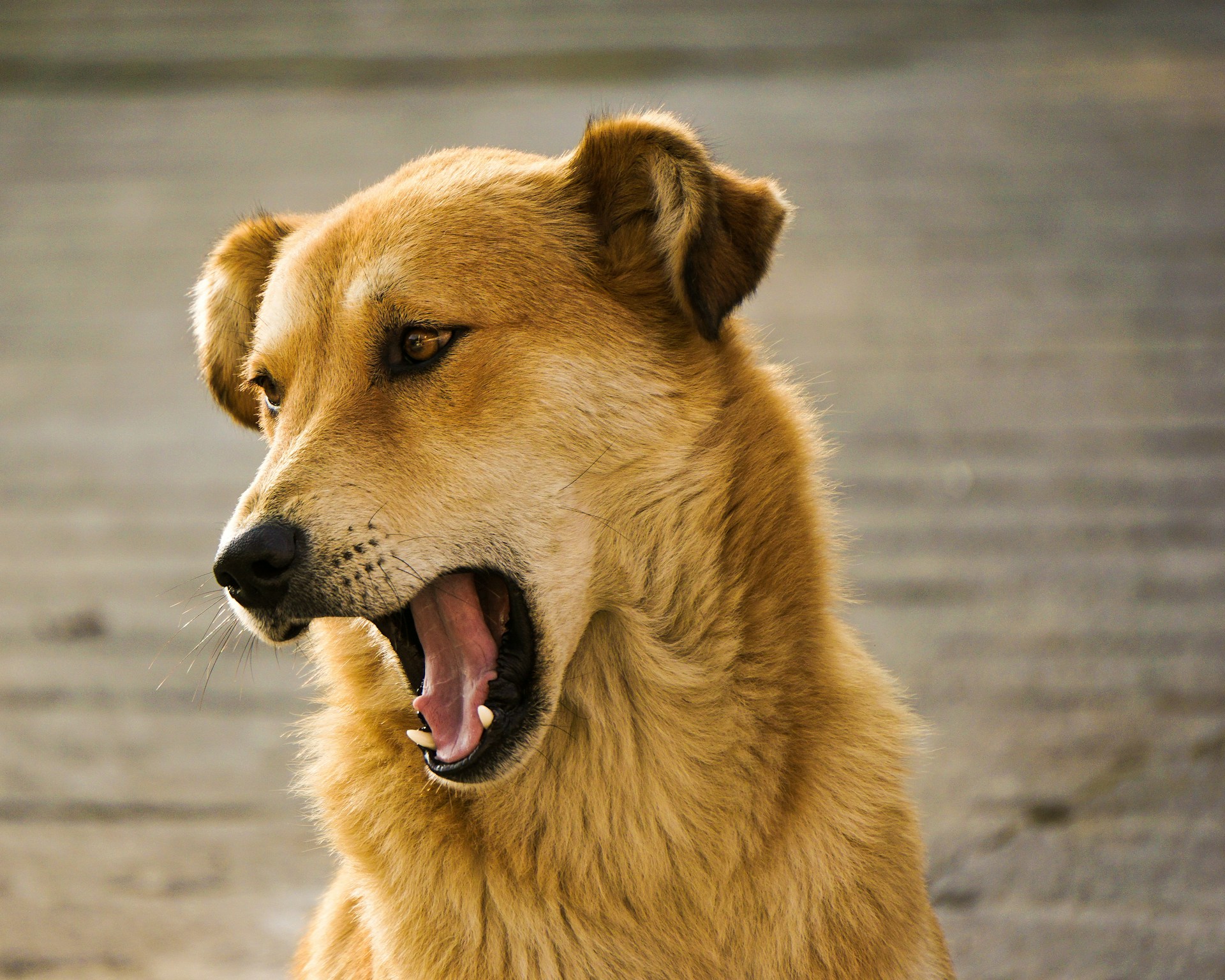 And finally... top dog