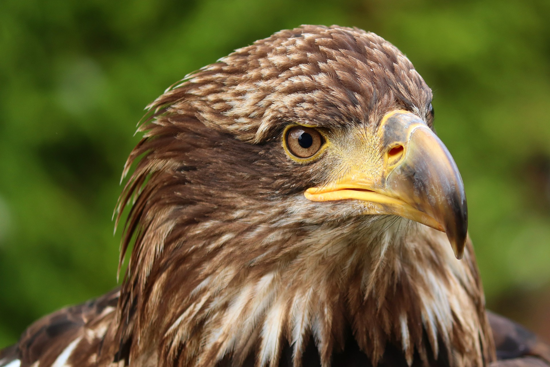 Decline in wildlife offences in Scotland