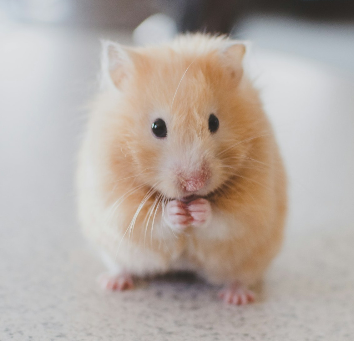 England: Hamster helps violent prisoners calm down