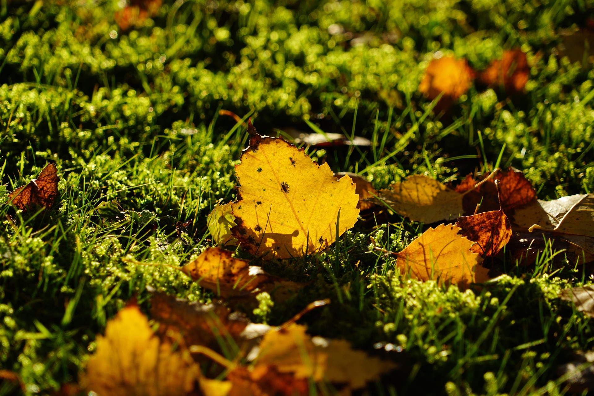 And finally... leaf them be