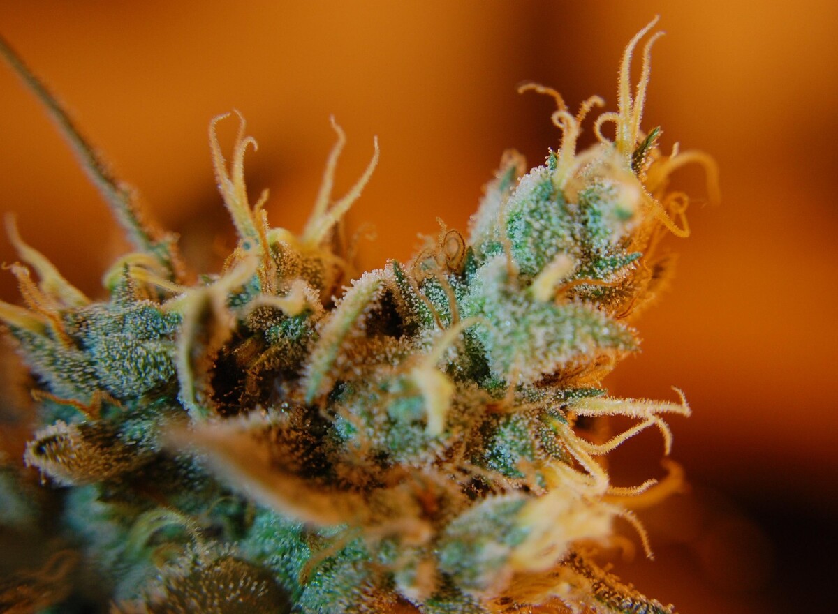 Featured article image