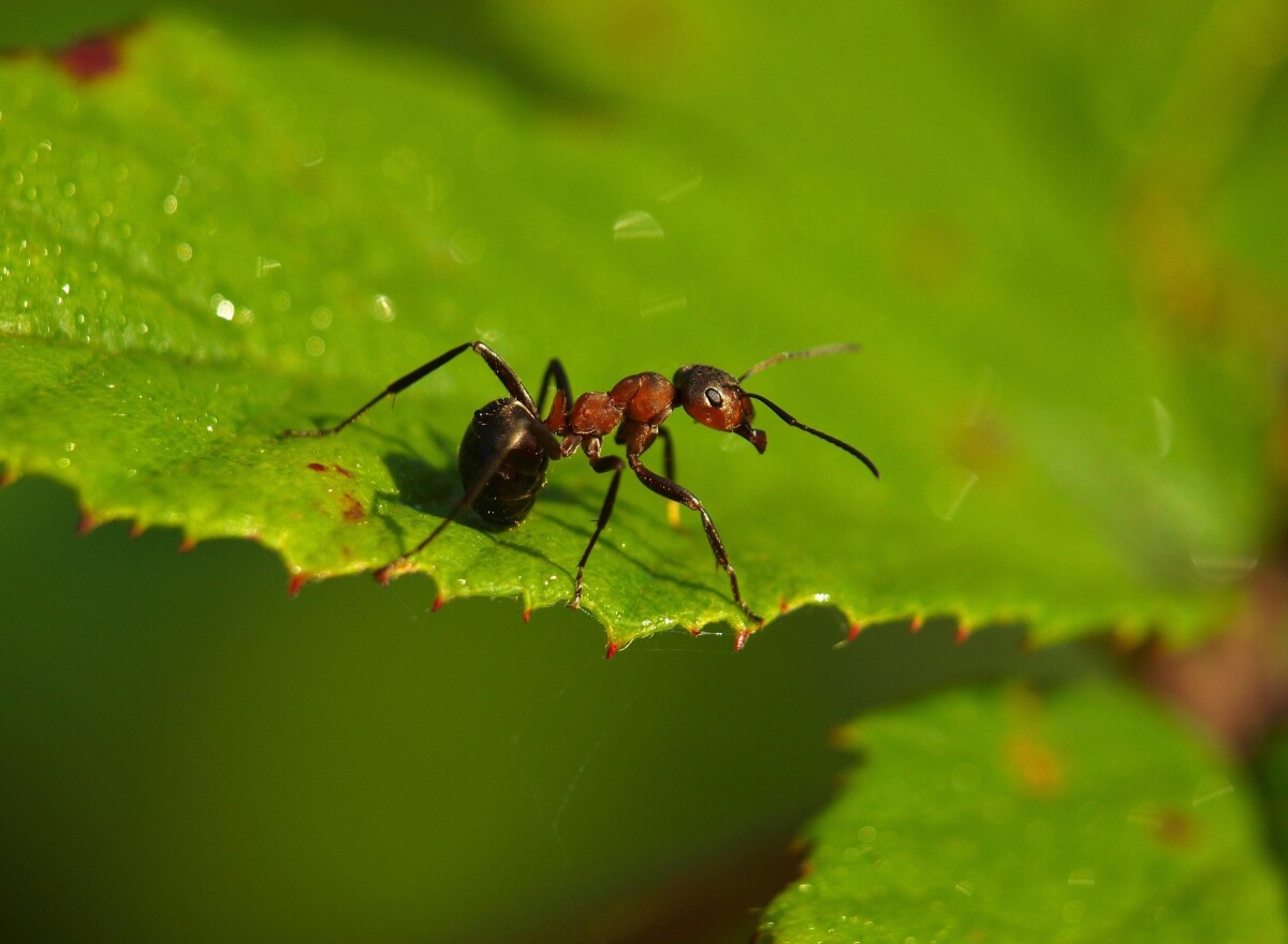 Featured article image