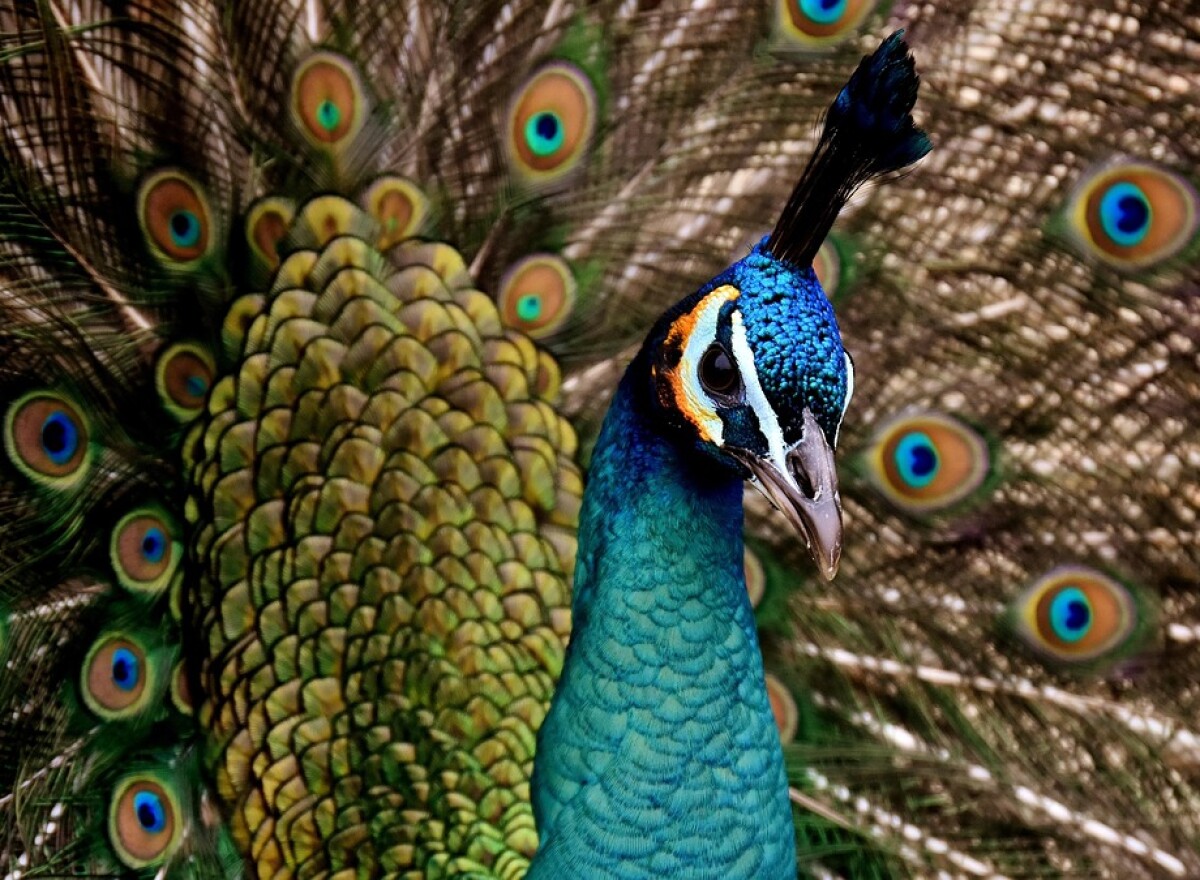 Featured article image
