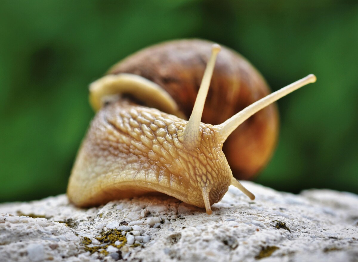 Featured article image