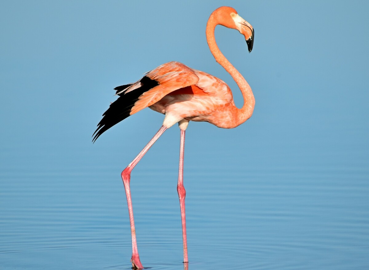 Featured article image