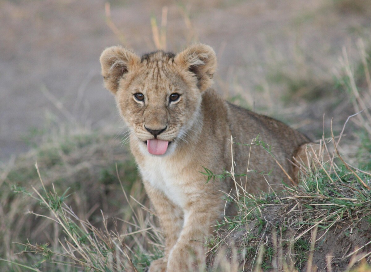 Featured article image