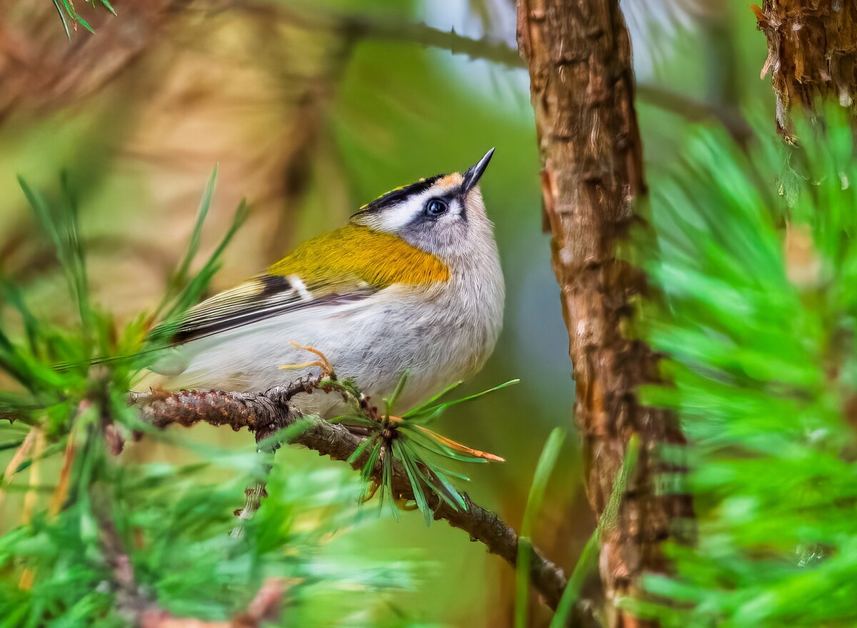 Featured article image