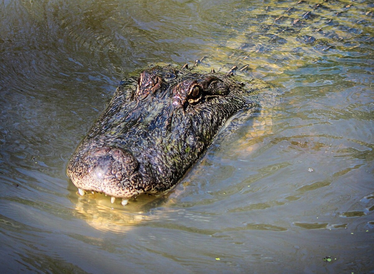 Featured article image