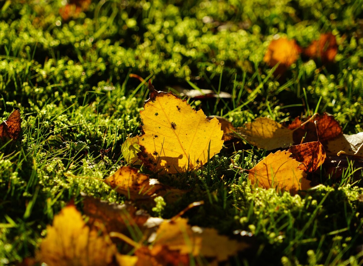 Featured article image