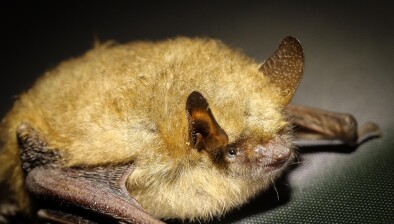 Box image