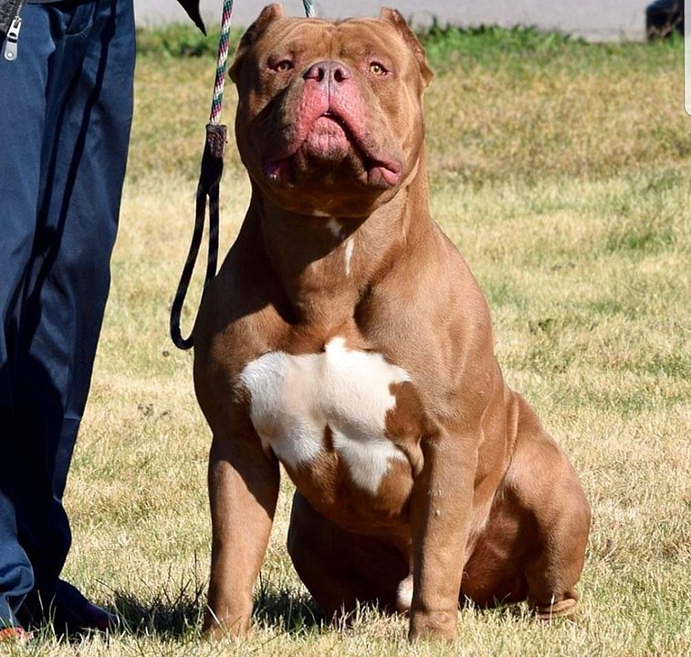 Britain to ban American XL bully dogs by the end of the year