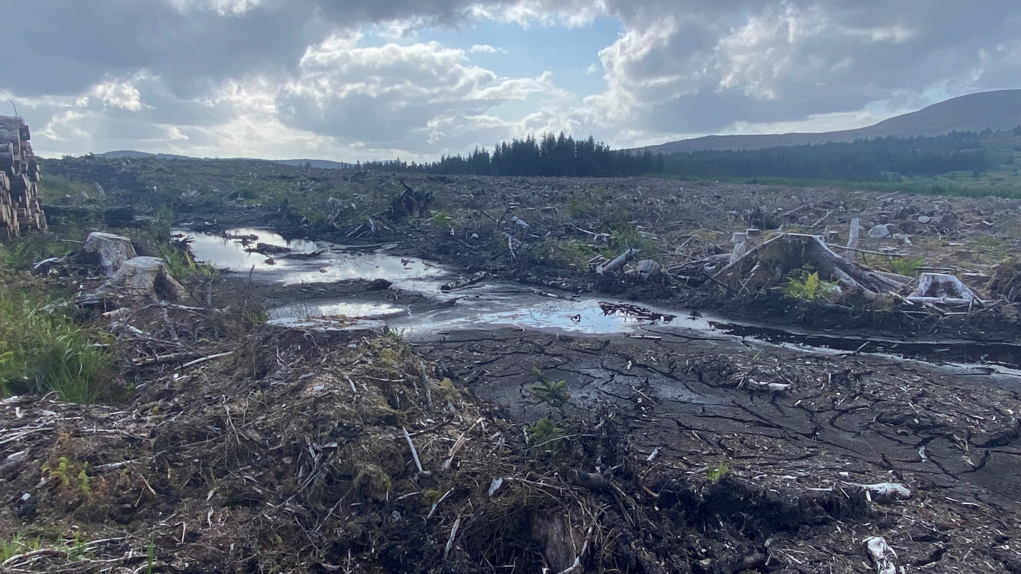 Call for more community ownership of Scotland’s woodlands to combat influence of forestry giants