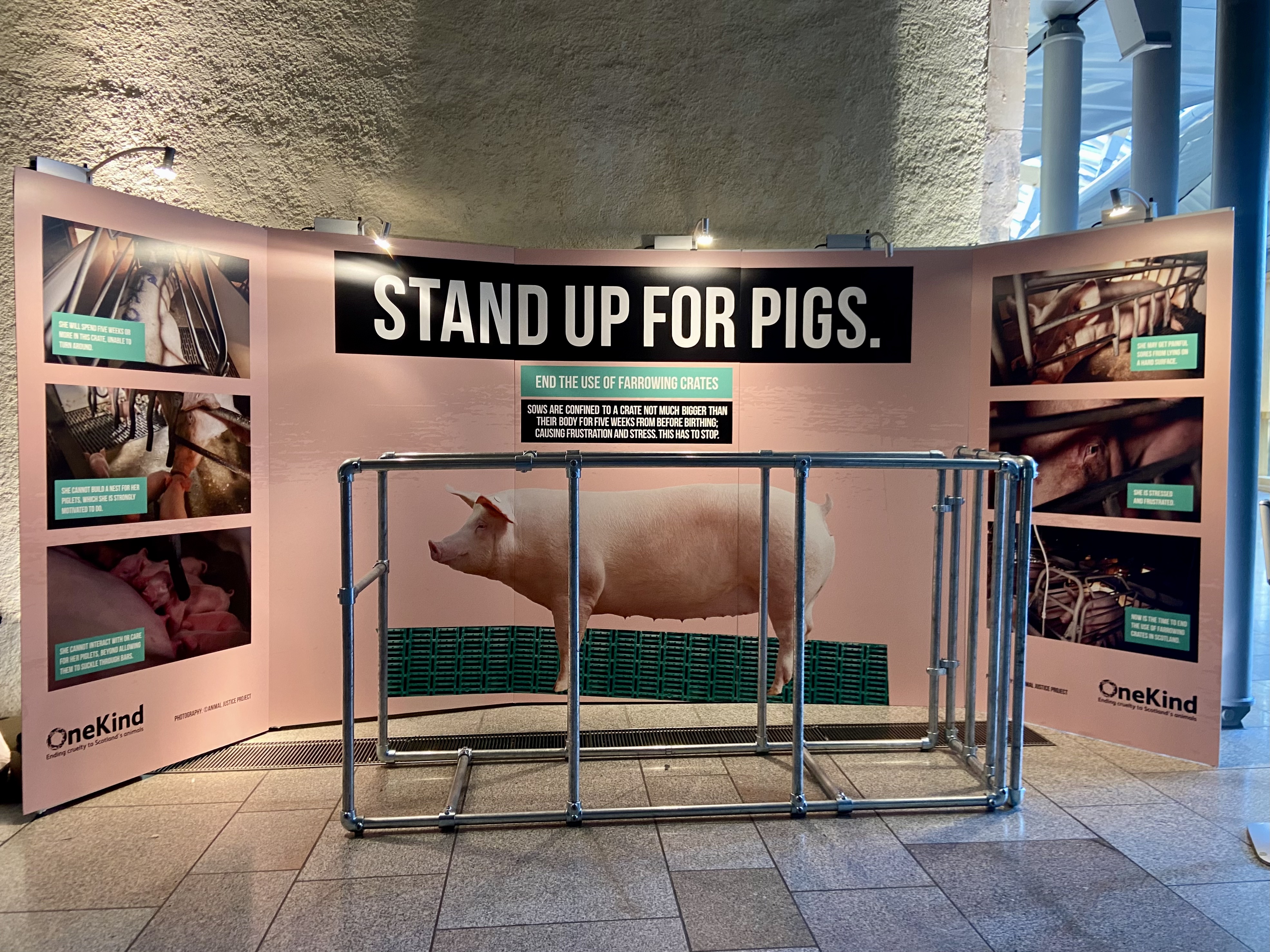 Charity calls on Scottish government to ban cages for pigs