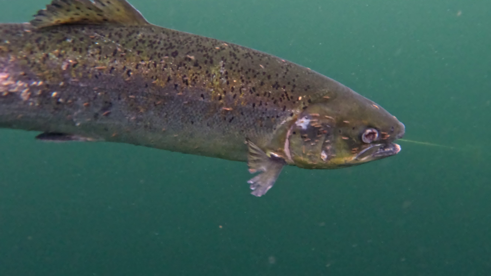 Call for Scottish government to protect farmed fish