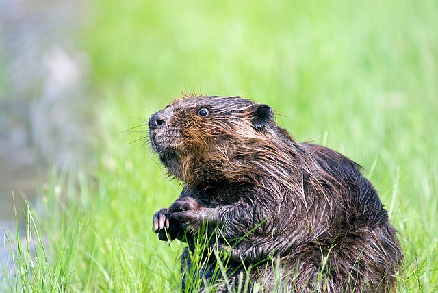 Protected status for beavers comes into effect