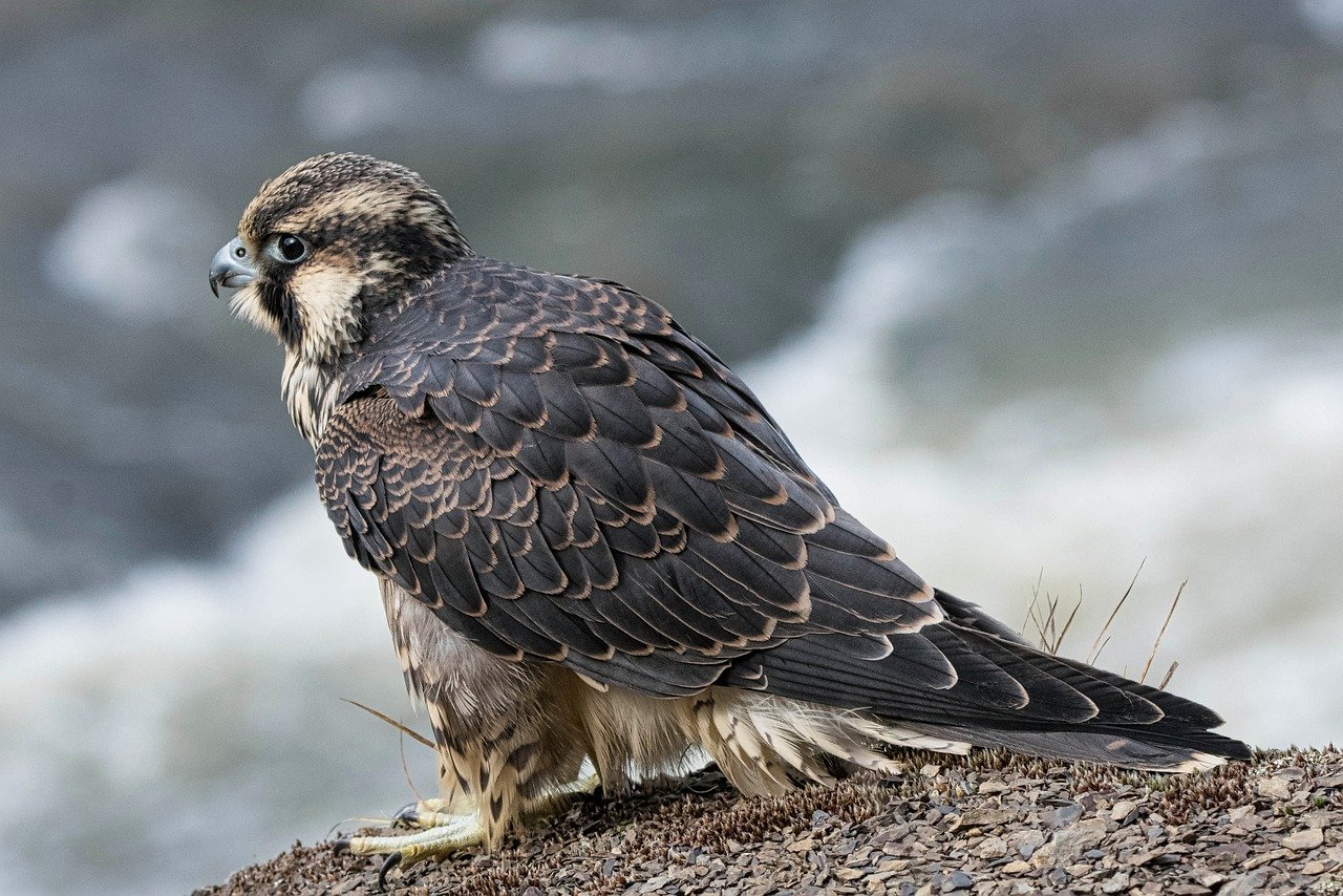 Father and son sentenced for illegally selling peregrine falcon chicks