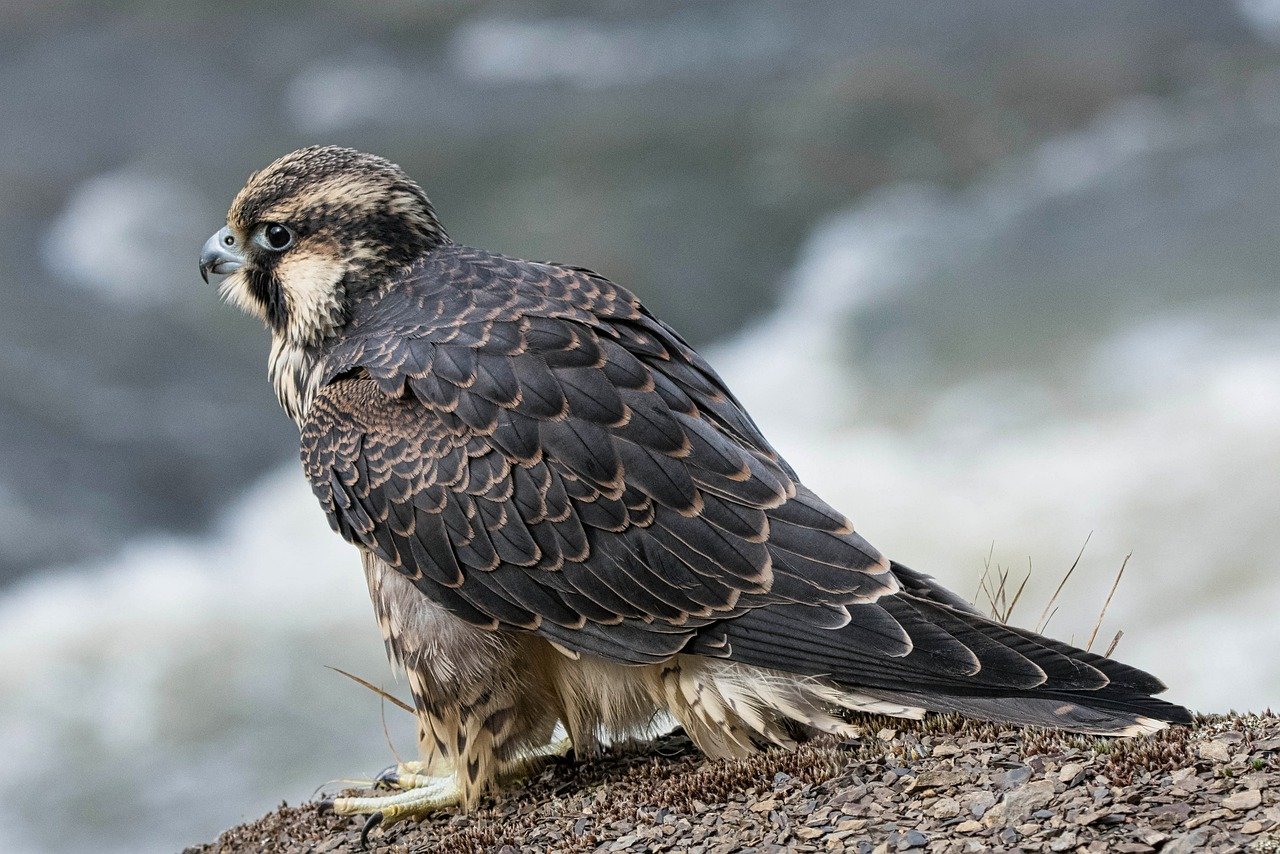 Breeder fined over illegal high-price sales of peregrine falcons