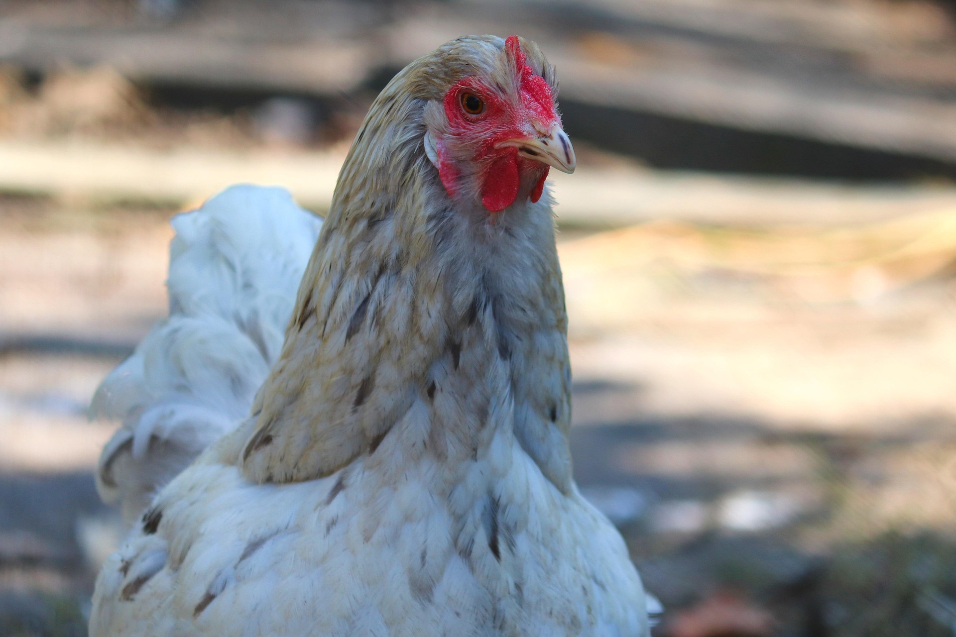 And finally... chicken run