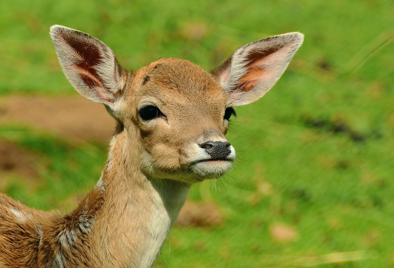 Rural businesses concerned over plans to expand deer management powers