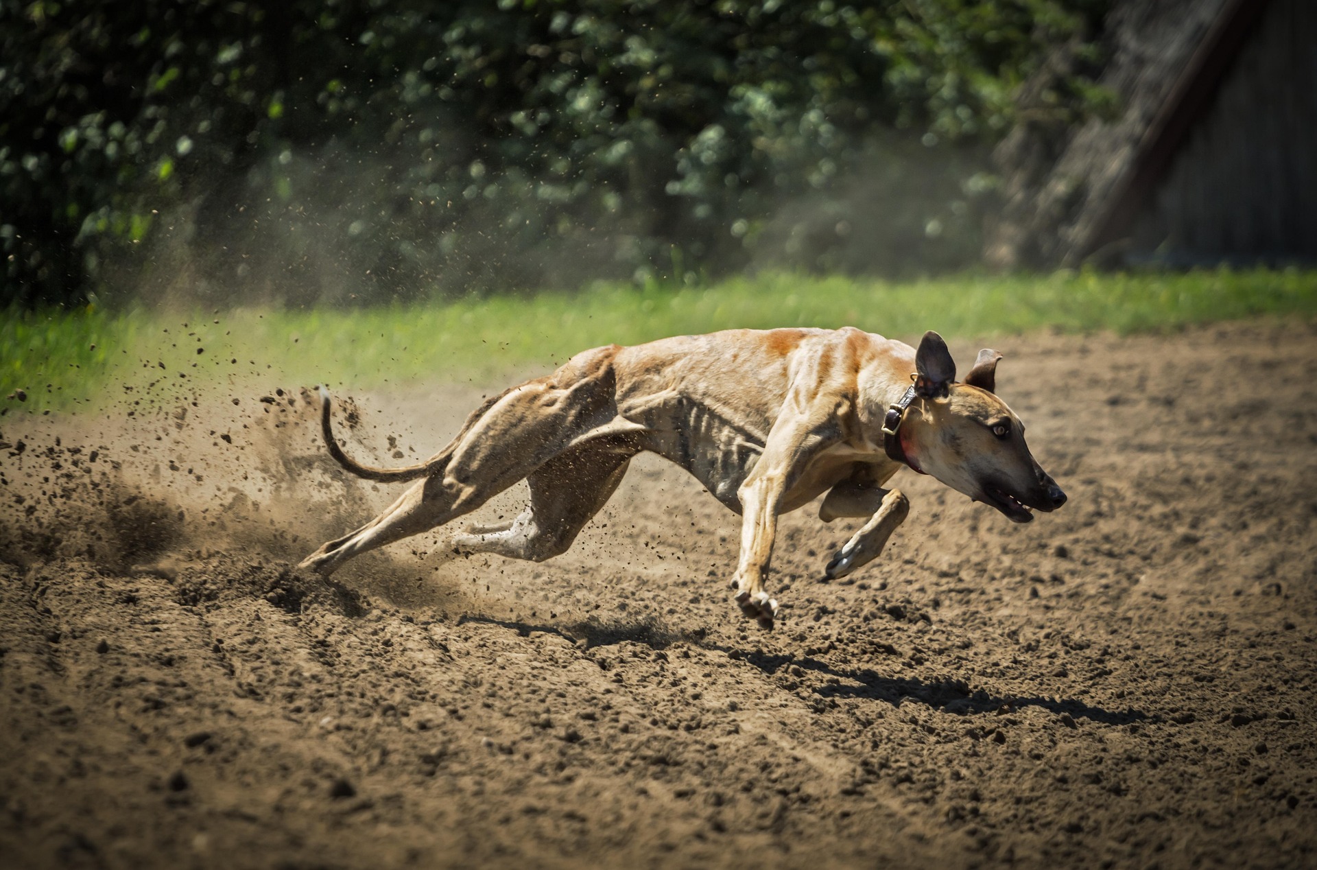 Greyhound racing to be banned in Scotland
