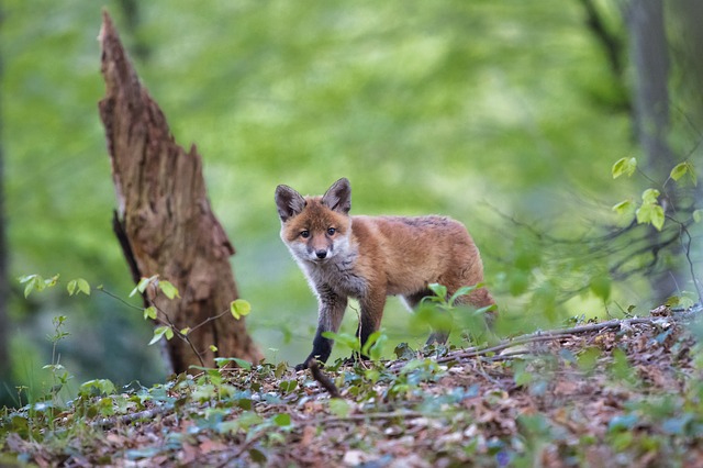 Legal loopholes on fox hunting to be closed with new legislation