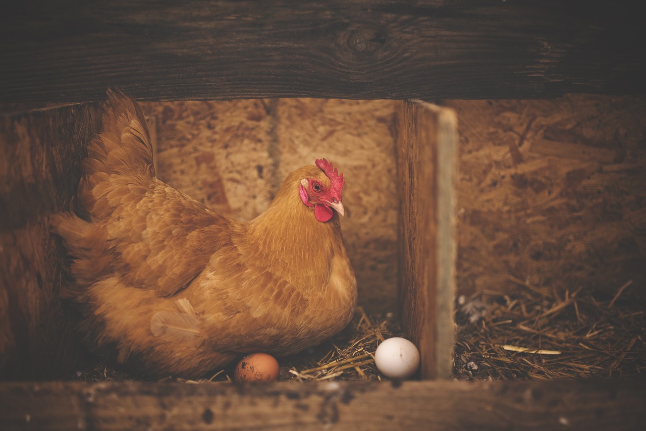 Consultation on banning cages for laying hens