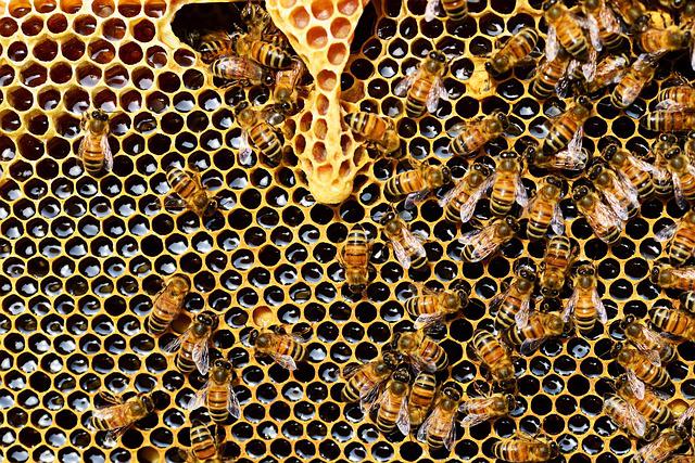 To bee or not to bee? CMS introduces office beehives