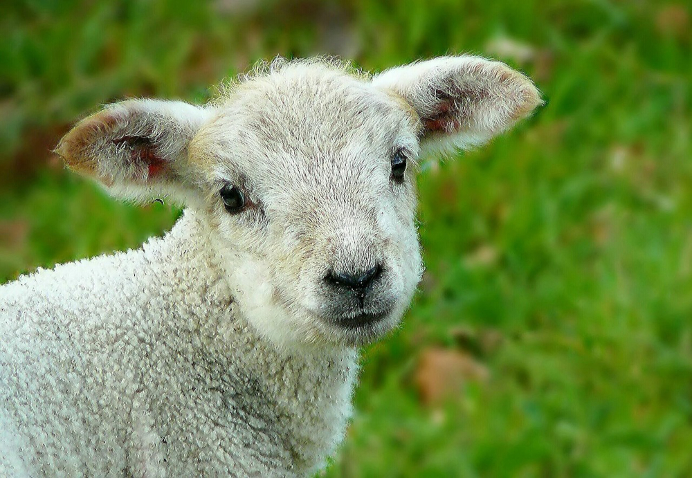 And finally... minted lamb