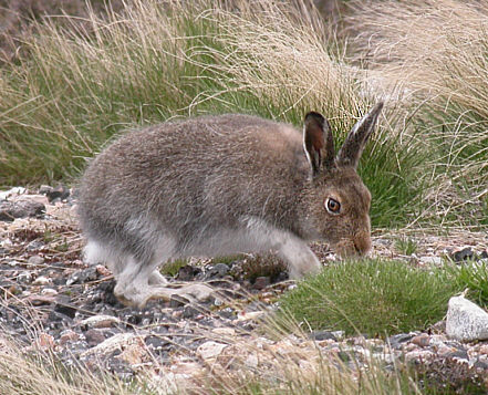 Scottish mountain hares gain greater legal protection