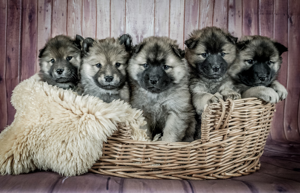 £1m clawed back from illicit puppy trade