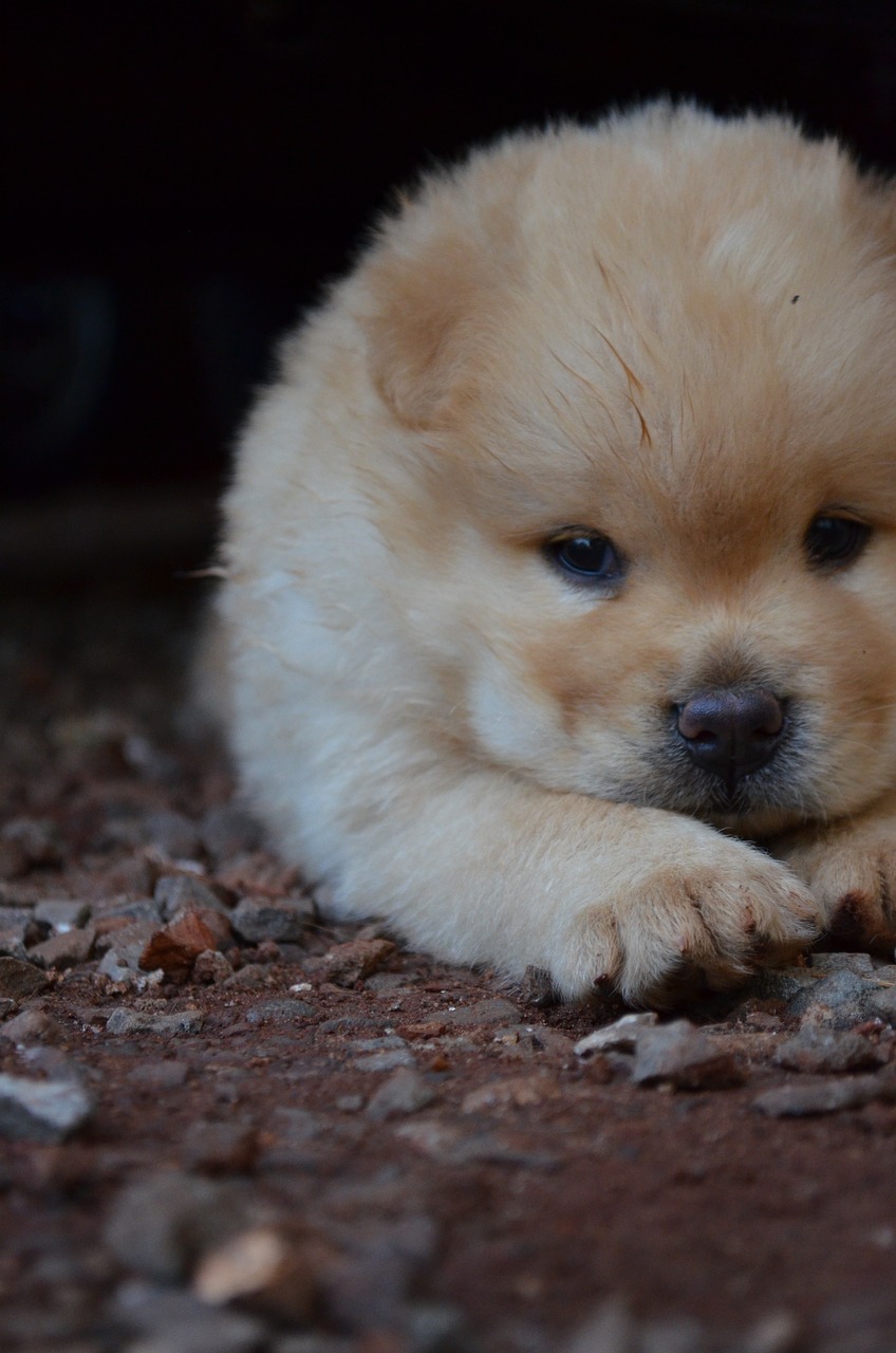 Parents warned Christmas puppy purchases could fund organised crime gang networks