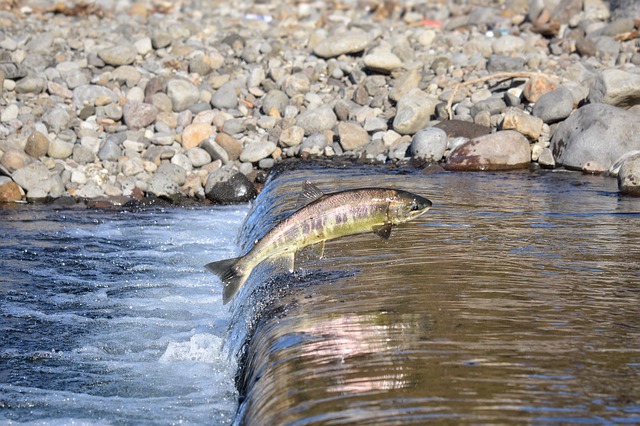 US: Salmon are suing the city of Seattle over impact of dams