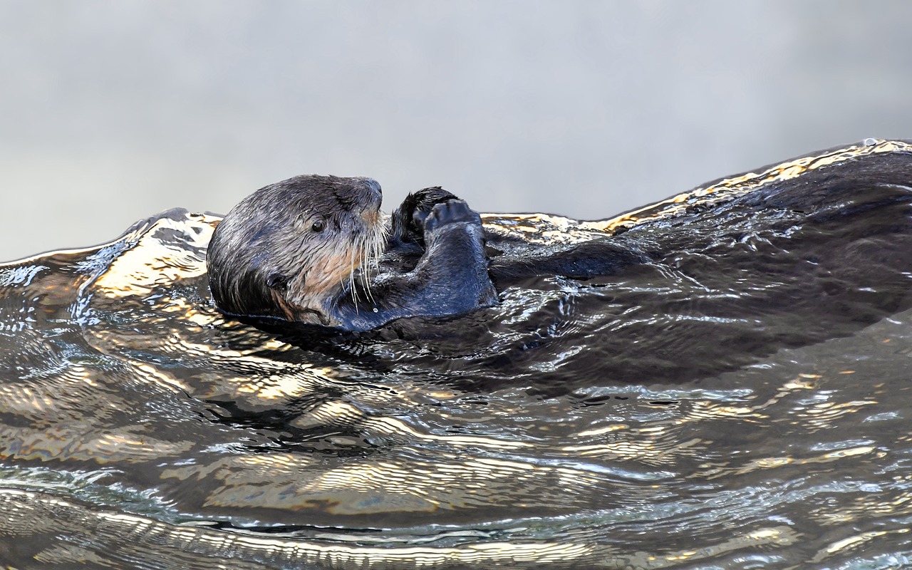 And finally... otter shock