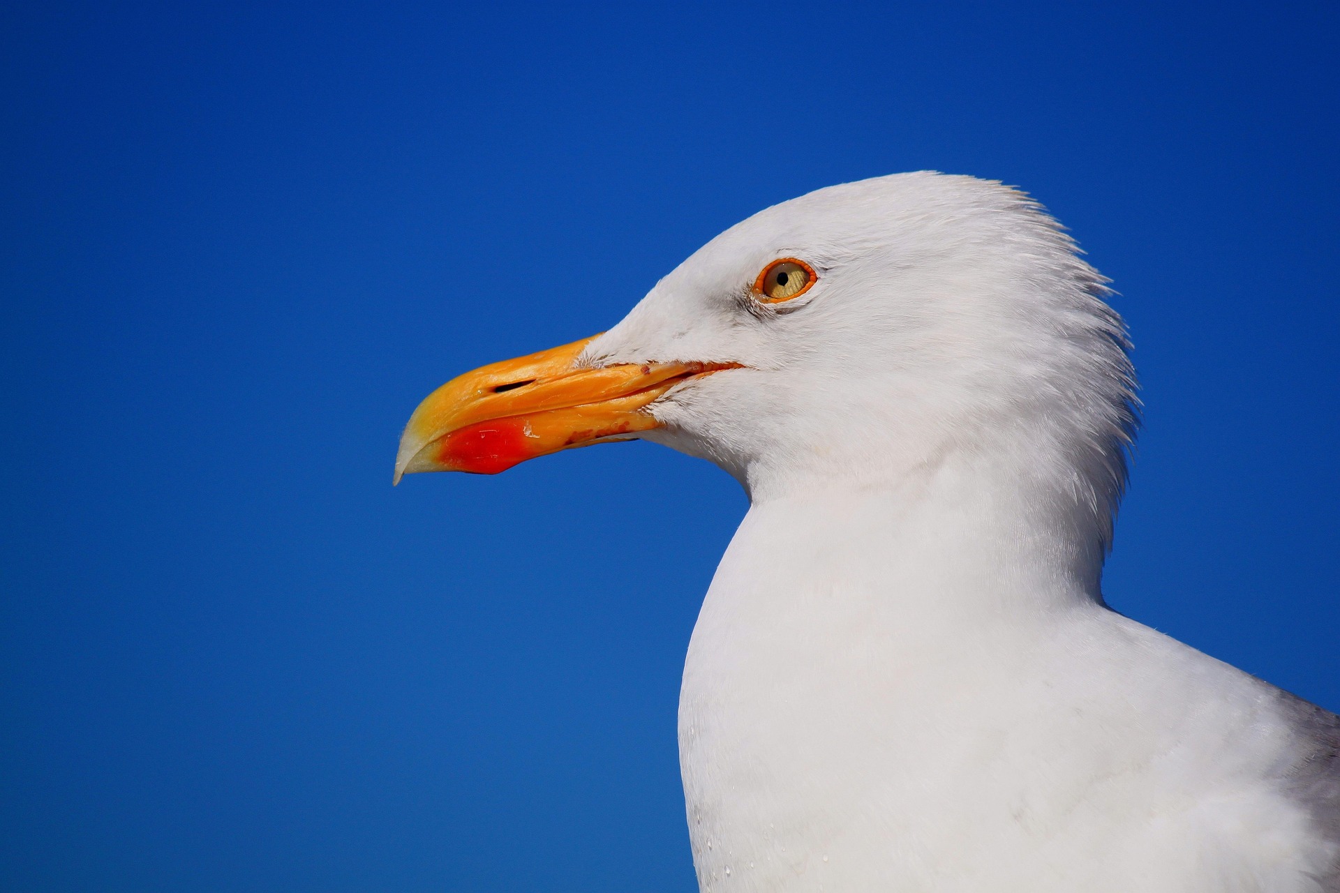 And finally... wetting his beak