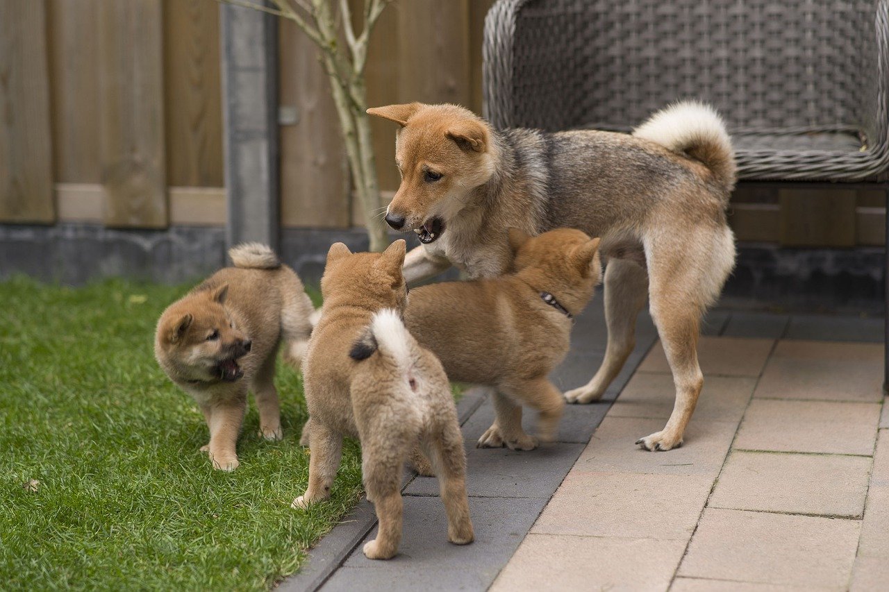 UK: Paw and Order campaign launched to address spike in dog theft