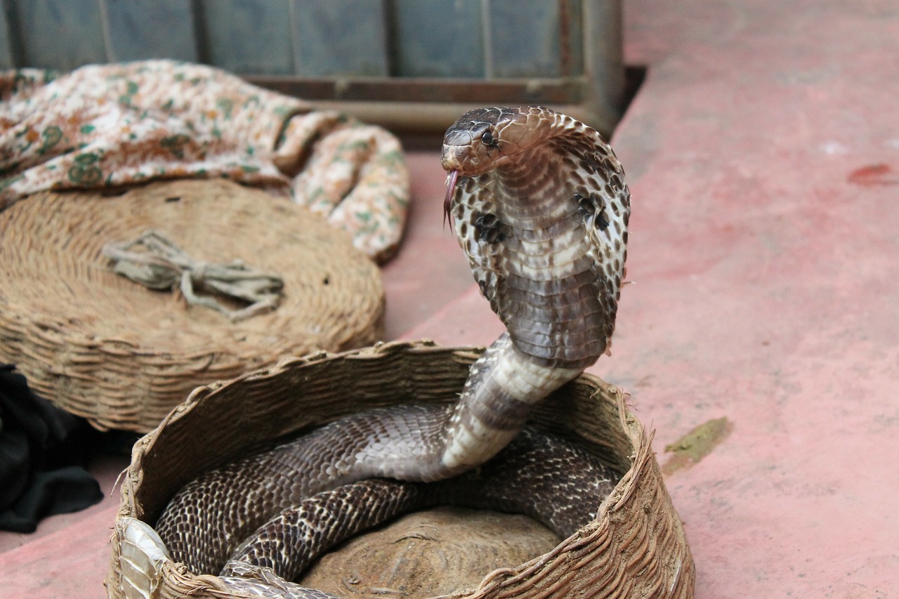 India: Judges recognise murder by snake