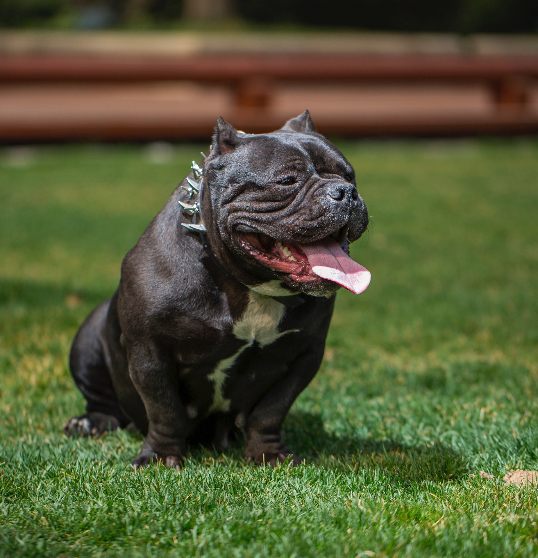 Ownership of unlicensed XL Bully dogs to be illegal